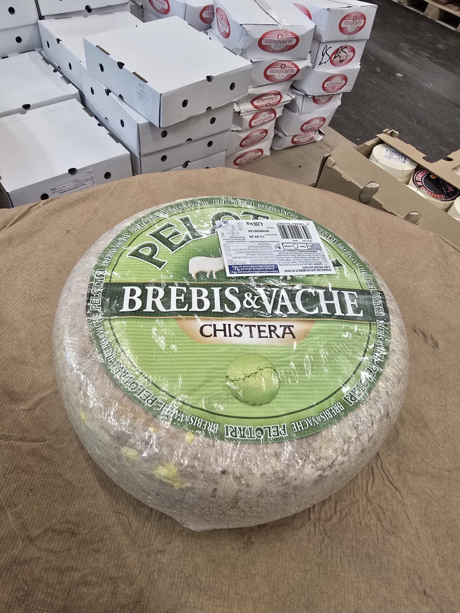 "PELOTARI"TOMME DES PYRÉNÉES VACHE BREBIS 